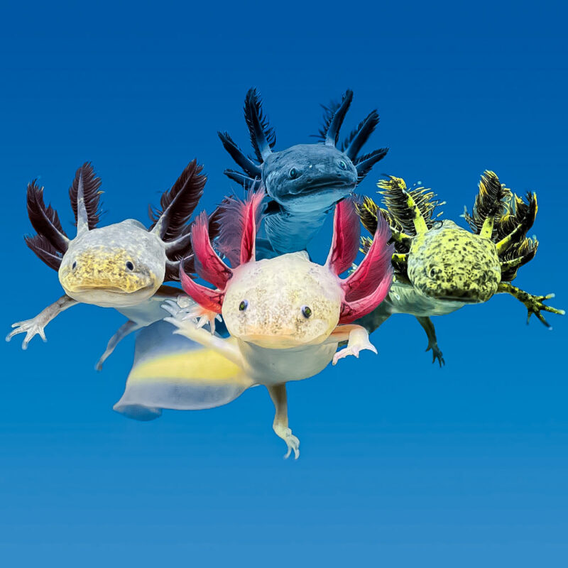 15973236 1761 4764 9BEE 406749B89660 1
