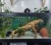 Axolotl Aquarium Setup