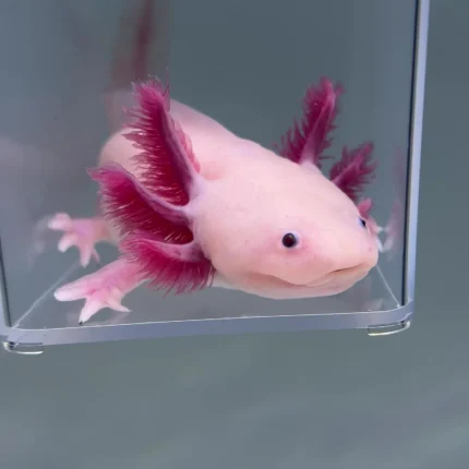 Big Chonk (Male)