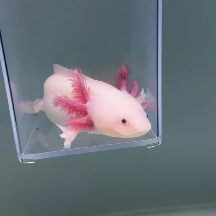Cheeks (Male)
