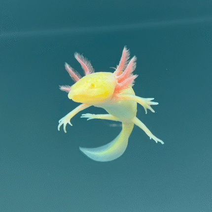 GFP Albino Melanoid Axolotl