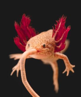 Axolotl for Sale