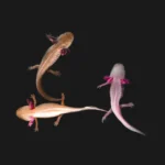 Leucistic Axolotls